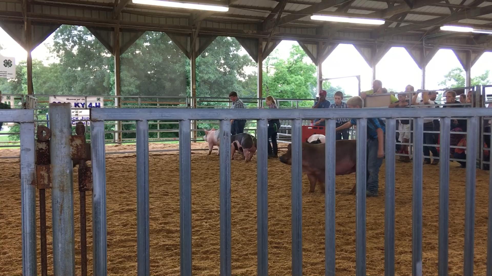 Boone County Fair 2021 Boone County, KY 4H and Utopia Fair